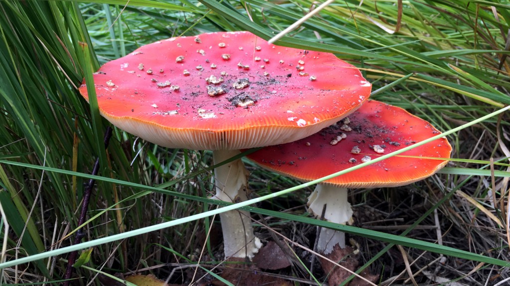 paddenstoelen-desktop-1920x1080-px